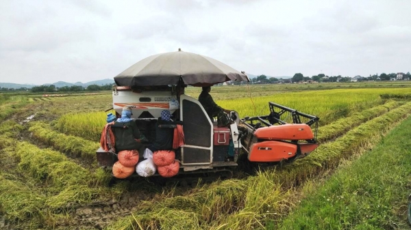 FAO ấn tượng về kế hoạch chuyển đổi hệ thống lương thực của Việt Nam