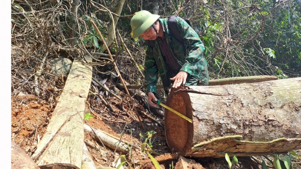 Quảng Bình chỉ đạo nghiên cứu chính sách, chế độ cho cán bộ bảo vệ rừng