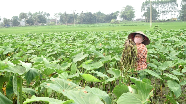 Trồng khoai bồng trên đất ngập mặn, nông dân xã đảo Đồng Rui khấm khá