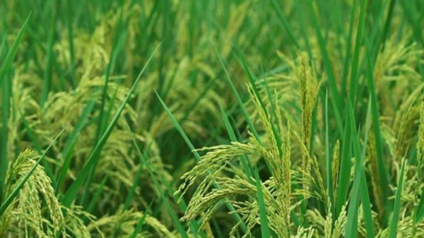 Các giống lúa siêu xanh chống chịu thời tiết khắc nghiệt