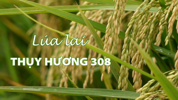 Lúa lai chất lượng cao Thụy Hương 308 vàng óng trên đồng đất xứ Thanh