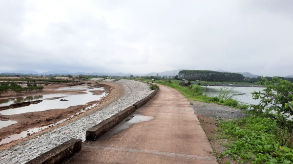 Bị 'biển vây', xã đảo vẫn trồng khoai, gieo lúa nhờ đê ngăn mặn