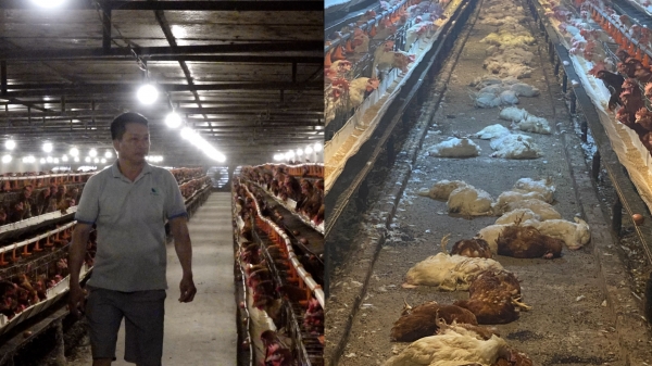 Trang trại thiệt hại 8.600 con gà do sự cố điện