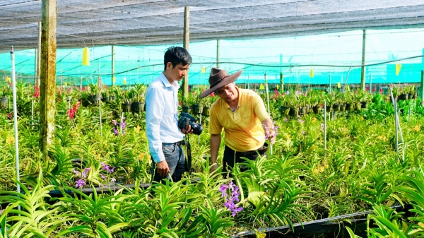 Thủy lợi bứt phá chuyển đổi cây trồng [Bài 2]: Loài hoa ôn đới ở ‘chảo lửa’ Tây Ninh