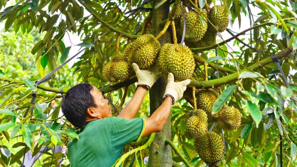 Hàng chục nghìn tấn sầu riêng Lâm Đồng vào vụ thu hoạch, xuất khẩu