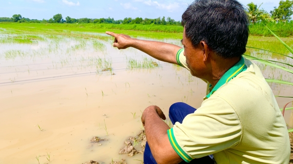 Hơn 300 ha lúa bị ngập úng do mưa lớn
