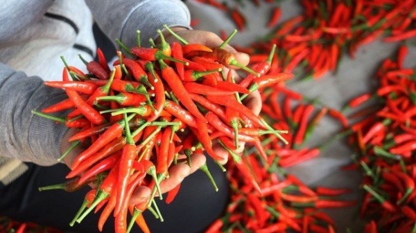 Chưa có thông báo về việc Hàn Quốc cấm nhập khẩu ớt từ Việt Nam