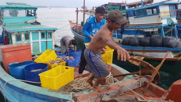 Kiên Giang cấm khai thác nghêu lụa, sò huyết vùng ven bờ biển
