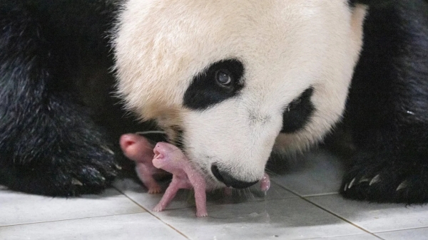 Vườn thú Hàn Quốc đón cặp gấu trúc song sinh đầu tiên ra đời