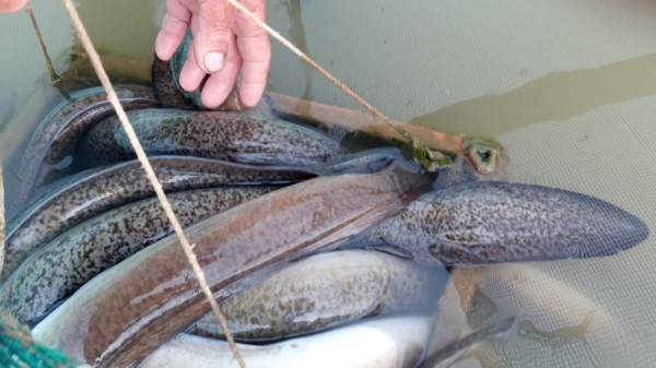 Phát triển nghề nuôi cá lồng bè bền vững: [Bài 2] Hướng đi mới từ loài 'nhân sâm nước'