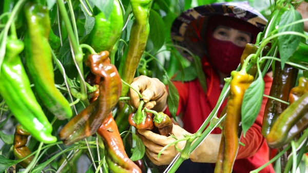 Độc đáo nông dân Đà Lạt trồng ớt làm nước ép, sinh tố