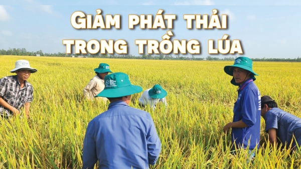 Chuyên gia WB kỳ vọng Việt Nam tiên phong về sản xuất gạo phát thải thấp