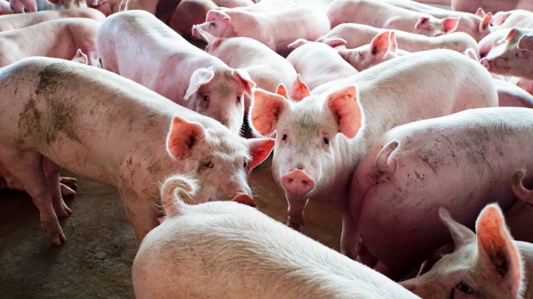 Định hướng và giải pháp phát triển chăn nuôi lợn thời gian tới