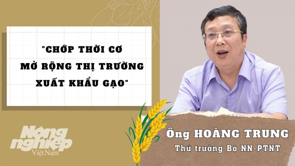 Thứ trưởng Hoàng Trung chia sẻ về 'thời cơ vàng' xuất khẩu gạo