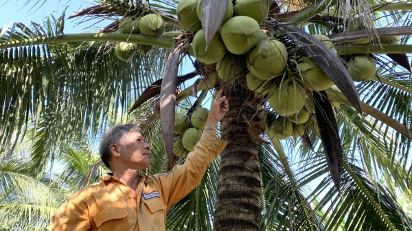 Trà Vinh chuẩn bị kỹ, sẵn sàng đón cơ hội xuất khẩu dừa tươi
