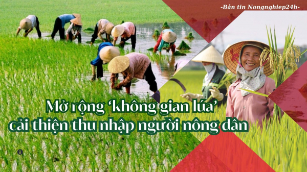 Mở rộng 'không gian lúa', cải thiện thu nhập người nông dân