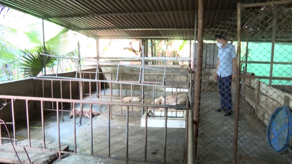 45 con lợn chết vì dịch tả lợn Châu Phi ở Hà Tĩnh