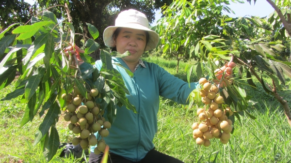 Những lợi thế giúp Sơn La trở thành vựa nhãn lớn nhất nước