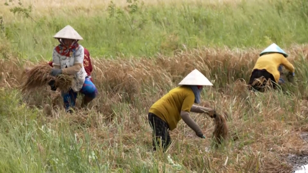Mưa lớn kéo dài làm 2.000 ha lúa bị thiệt hại