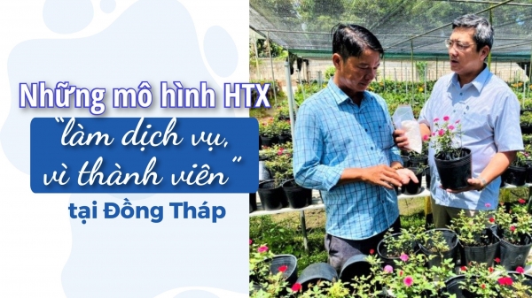 [Bài 3] HTX Hoa kiểng Tân Quy Đông góp phần nâng tầm thương hiệu hoa kiểng Sa Đéc