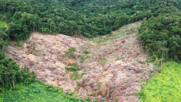Gần 5 ha rừng tự nhiên bị chặt phá làm rẫy