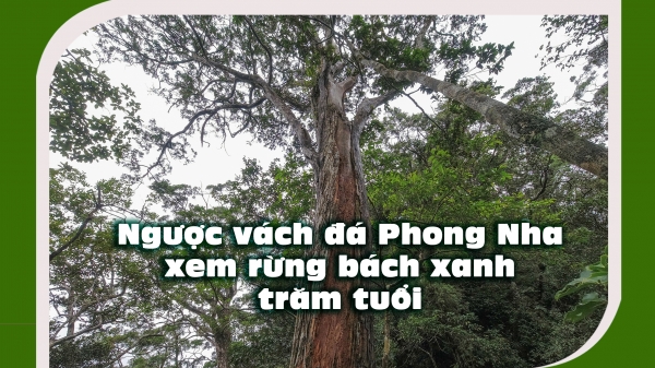 Ngược vách đá Phong Nha xem rừng bách xanh trăm tuổi