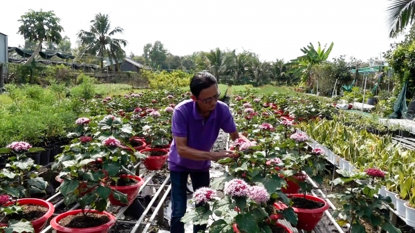 Sa Đéc tăng 1.000 hộ dân sản xuất hoa kiểng