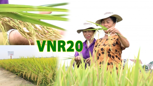 Giống lúa VNR20 khởi đầu chuỗi giá trị trồng lúa mới ở Bắc Giang