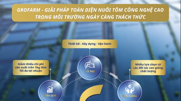 Giảm chi phí trên 1 kg tôm: Chìa khóa 'gỡ khó' cho hộ nuôi tôm Việt