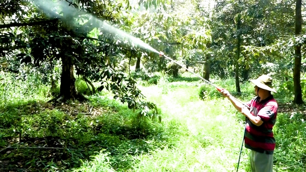 'Rửa vườn' sầu riêng sau thu hoạch giúp nhanh hồi phục