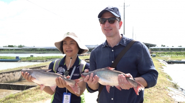 Giải quyết thất thoát thực phẩm chuỗi giá trị cá tra ở lưu vực sông Mekong