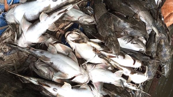 Hàng trăm lồng cá chiên trên sông Lô đồng loạt chết