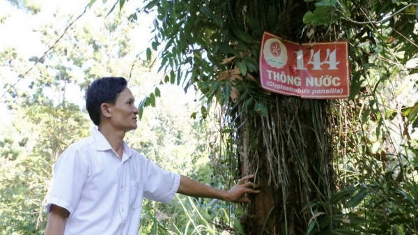 Thủy tùng trong Sách Đỏ: Việt Nam chỉ còn 162 cây