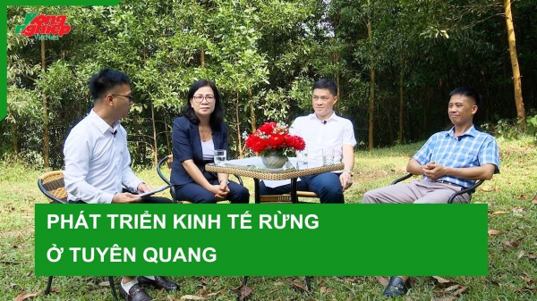 Phát triển kinh tế rừng ở Tuyên Quang