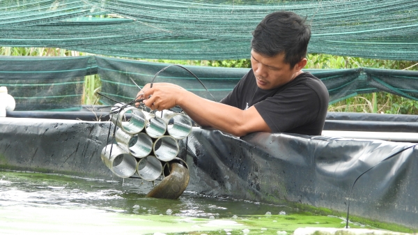 Làm giàu bên kênh thủy lợi [Bài1]: Công nghệ nuôi 'nhân sâm nước'