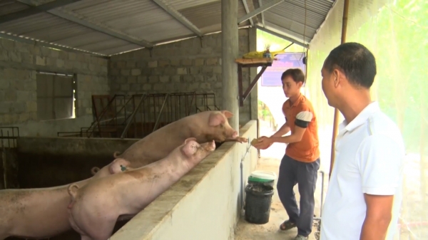 Nuôi lợn thịt theo hướng hữu cơ sau 3 tháng lãi hơn 700.000 đồng/con