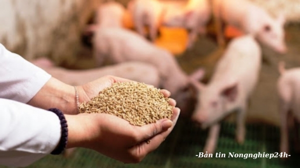 Việt Nam phải nhập khẩu 80% chất phụ gia và thức ăn bổ sung chăn nuôi