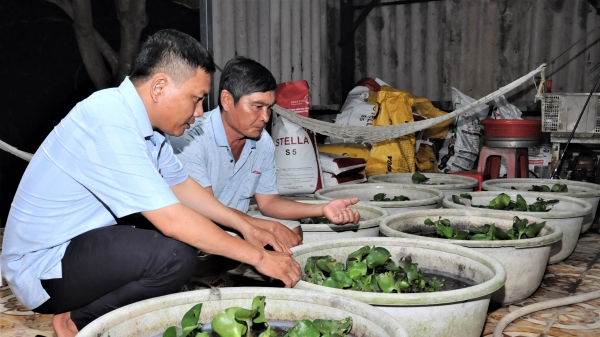 Nuôi ba ba Đài Loan, một nông dân thu tiền tỷ mỗi năm