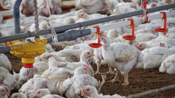 The poultry industry must begin with avoidance of diseases