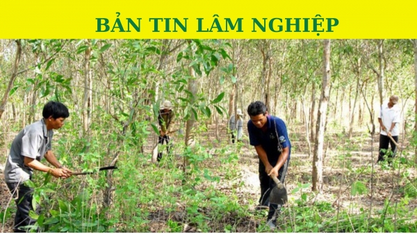 Bản tin Lâm nghiệp ngày 3/11/2023: Xuất cấp gạo hỗ trợ người dân bảo vệ rừng