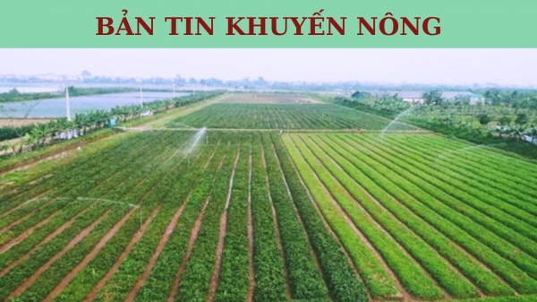 Bản tin Khuyến nông ngày 3/11/2023: Hà Nội làm nông nghiệp quy mô lớn