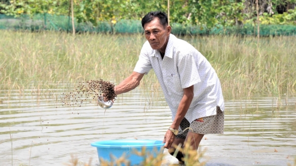 Nuôi cá trong ruộng mùa nước nổi, thay thế lúa vụ 3 kém hiệu quả