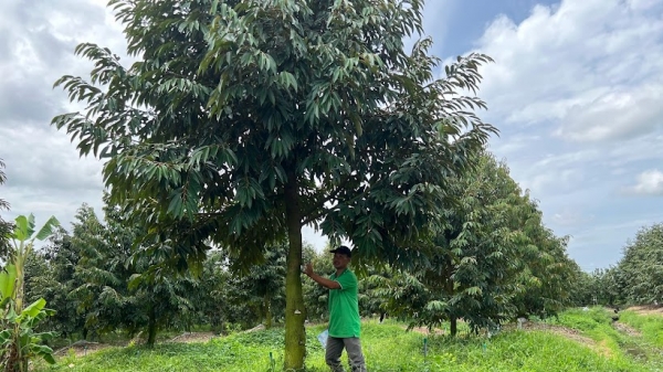 Kỹ thuật tạo tán và tỉa cành cho cây sầu riêng