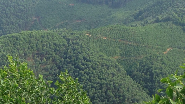 Bản tin Lâm nghiệp ngày 8/11/2023: Diện tích rừng tăng nhanh qua các năm
