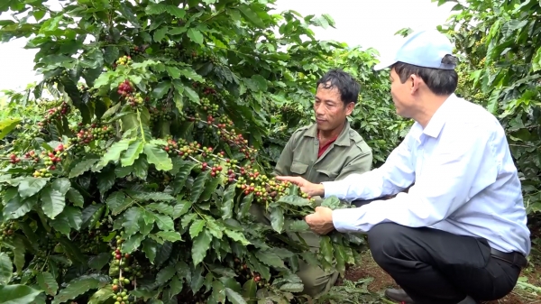 Tái canh cà phê cho năng suất 25 tấn/ha, thu lãi 150 triệu đồng