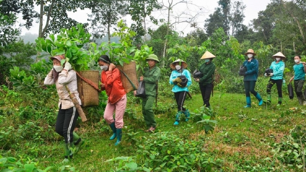 Trồng rừng: Sinh kế bền vững ở vùng miền núi Cao Quảng