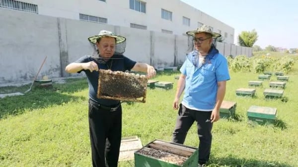 Từ những chú ong nhỏ phát triển thành ngành công nghiệp lớn ở Trung Quốc