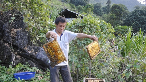 Hà Giang và 'cuộc chiến' bảo vệ đàn ong nội