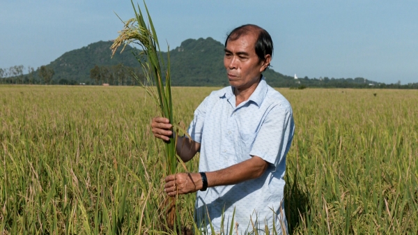 Ứng dụng cơ giới hoá trong sản xuất lúa, giảm chi phí, tăng lợi nhuận