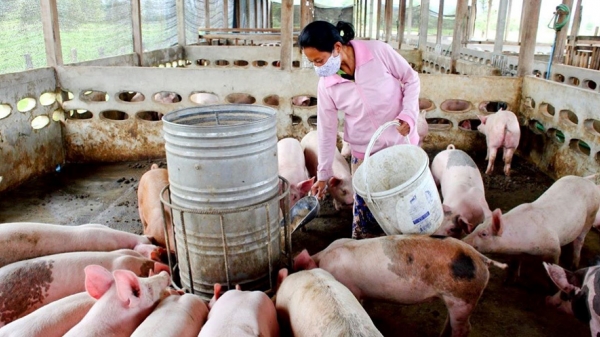 AVAC ASF LIVE - ‘lá chắn thép’ cứu đàn lợn